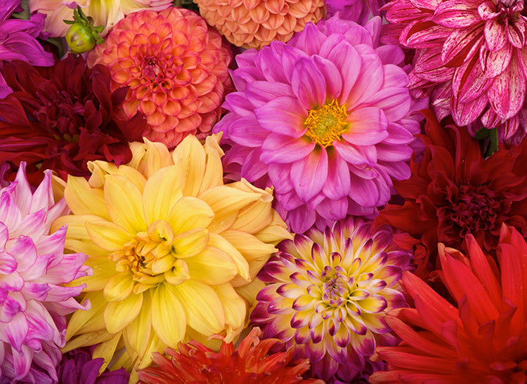 A variety of vibrant dahlia flowers bloom in close-up, showcasing colors of pink, red, yellow, and purple, creating a dense, colorful floral arrangement.