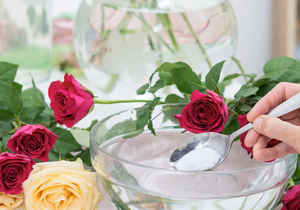 A hand adds granular substance from a spoon into a water-filled bowl near red and yellow roses, with a vase and more flowers in the background.