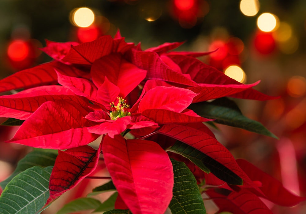 A bright red poinsettia with green leaves in bloom, set against a soft-focus background of glowing, circular holiday lights and decorations.