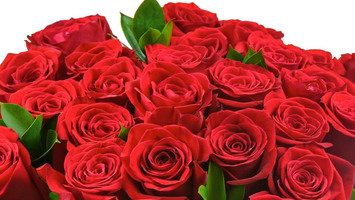 Valentine's Roses