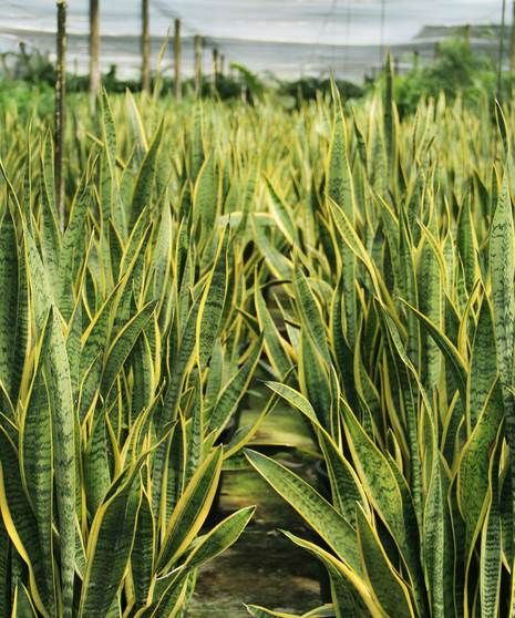 Sansevieria Plant