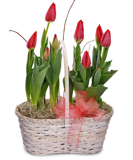 Tulip Plants in Basket