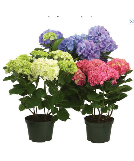 Hydrangea Plant  4-blooms