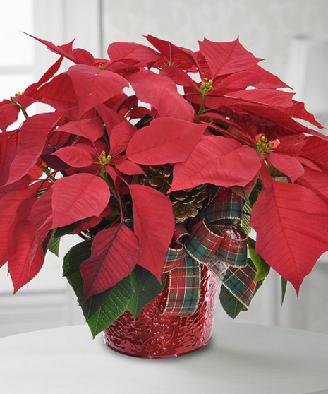 Poinsettia Plant Trumbull & Shelton (CT) Same-day Delivery