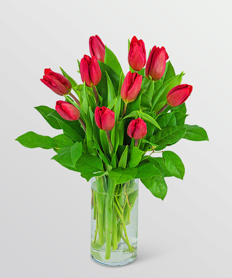 Red Tulips