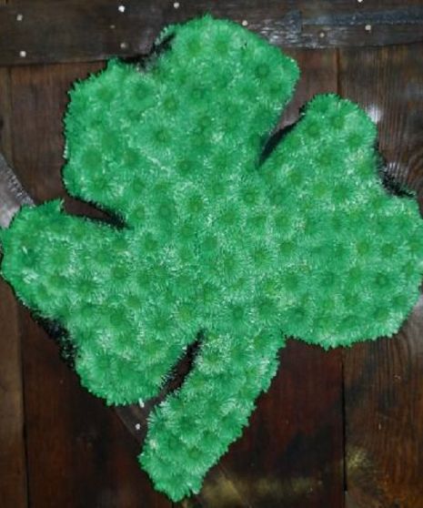 Shamrock- large standing