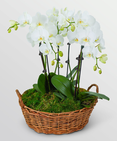 Serenity Orchid Plant