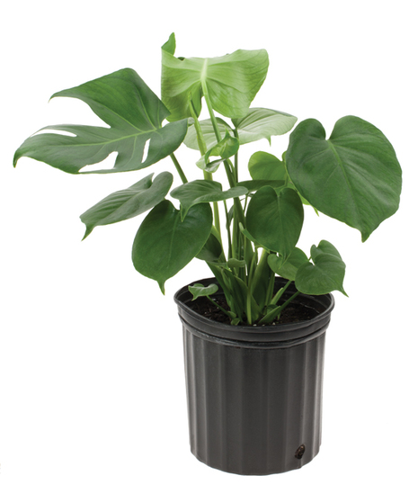 Monstera Plant